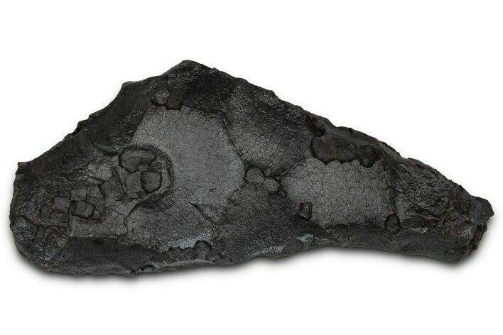 Dragon Scale Stone (Iron, Manganese, Siderite Nodule) #350197